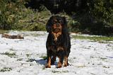 CAVALIER KING CHARLES 550